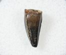 Cretaceous Crocodilian Tooth - Judith River #17662-1